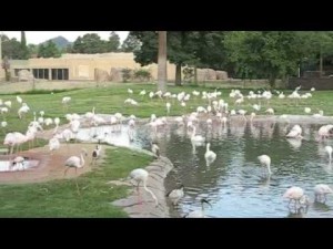 Зоопарк Тсване — ЮАР — видео